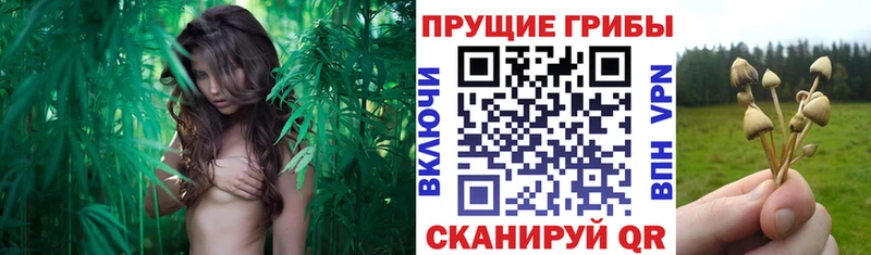 наркота Дорогобуж Галлюциногенные грибы мухоморы