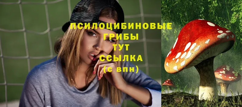 Псилоцибиновые грибы Psilocybe  Дорогобуж 